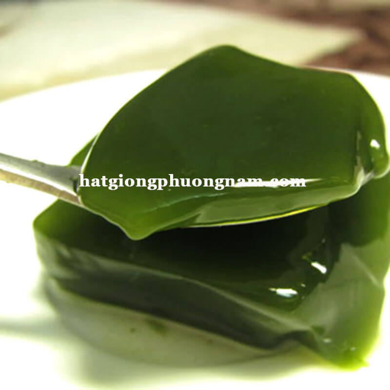 Cách làm sương sâm lông từ lá tươi - Thưởng thức món ăn thanh mát độc đáo